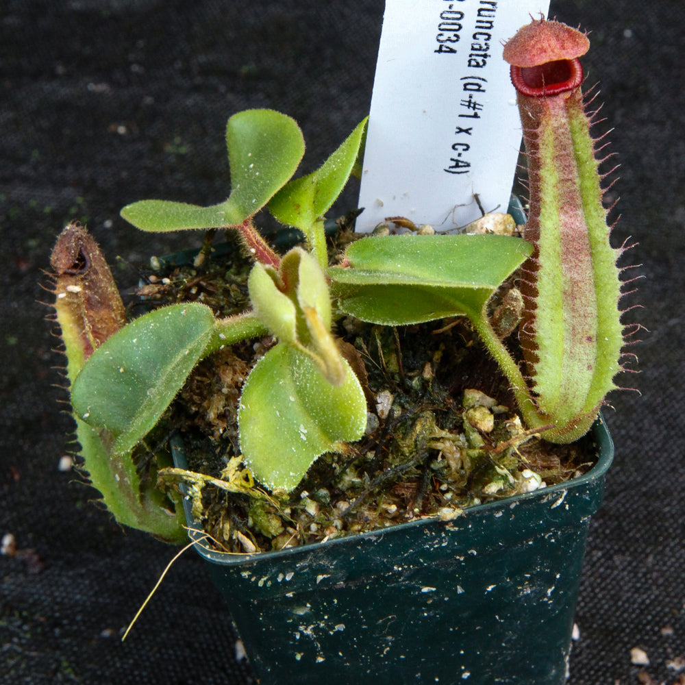 
                      
                        Nepenthes truncata (D#1 x C-Giant), CAR-0034
                      
                    