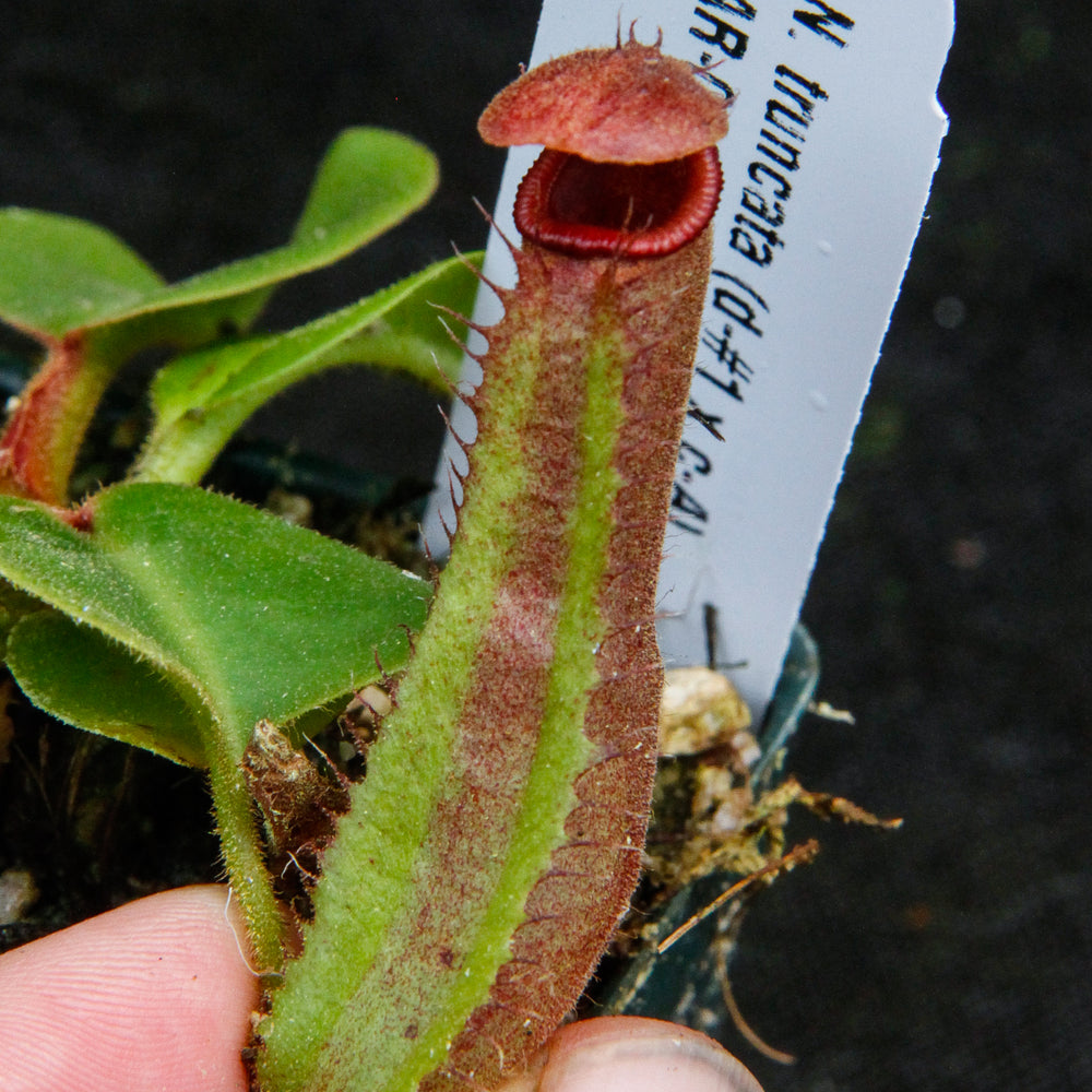 
                      
                        Nepenthes truncata (D#1 x C-Giant), CAR-0034
                      
                    