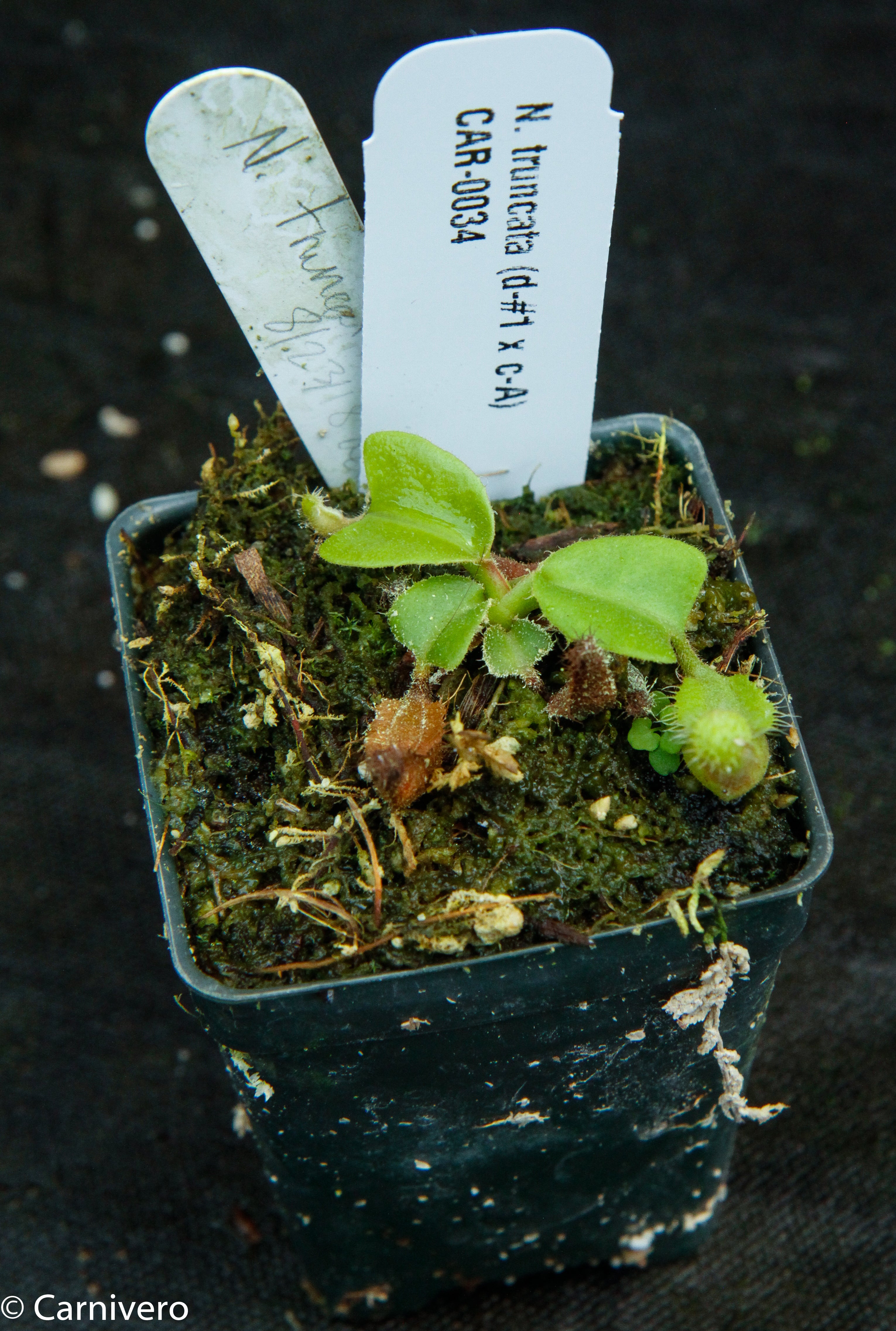 Nepenthes truncata (D#1 x C-Giant), CAR-0034 – Carnivero