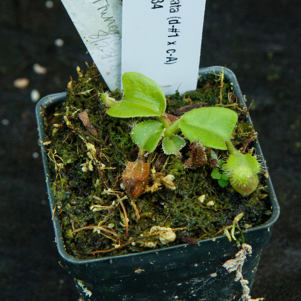 
                      
                        Nepenthes truncata (D#1 x C-Giant), CAR-0034
                      
                    