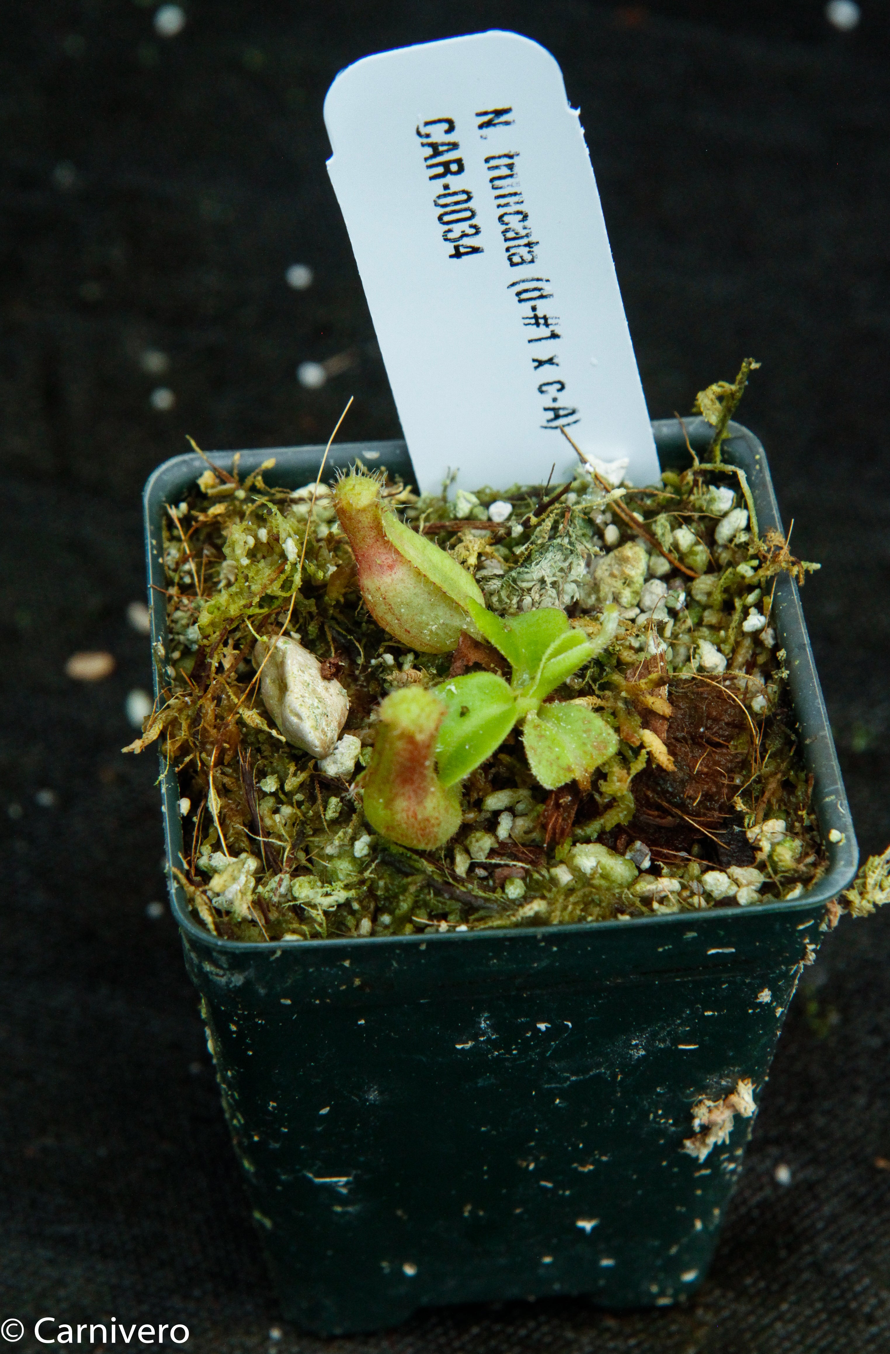 花 t3plant.car Nepenthes adrianii x truncata (c), CAR-0013 – Carnivero