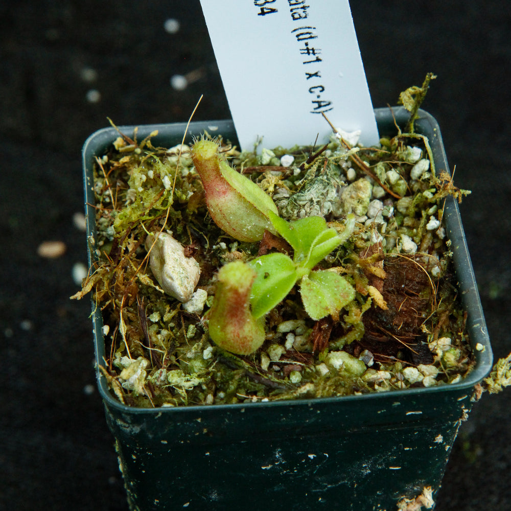 
                      
                        Nepenthes truncata (D#1 x C-Giant), CAR-0034
                      
                    