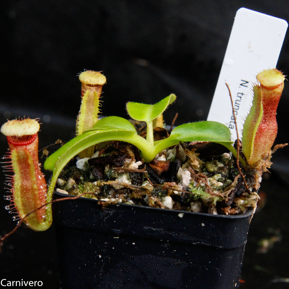 Nepenthes truncata x harryana