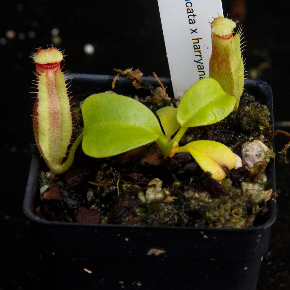 Nepenthes truncata x harryana