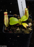 Nepenthes truncata x harryana