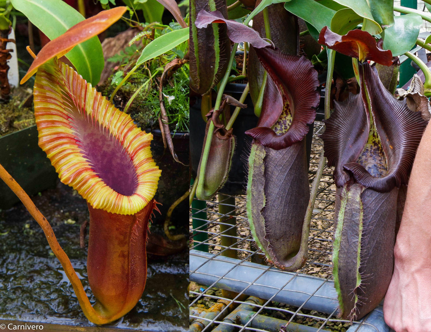 Nepenthes Trusmadiensis x robcantleyi, pitcher plant, carnivorous plant, collectors plant, large pitchers, rare plants 