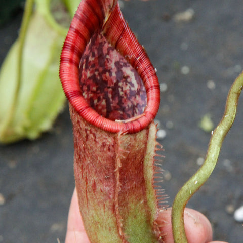 Close-up of Nepenthes Trusmadiensis x burbidgeae DM032 pitcher with red peristome and mottled interior.
