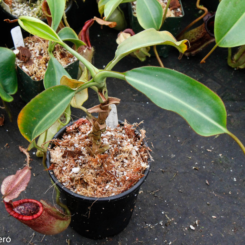Nepenthes Trusmadiensis x burbidgeae - DM032