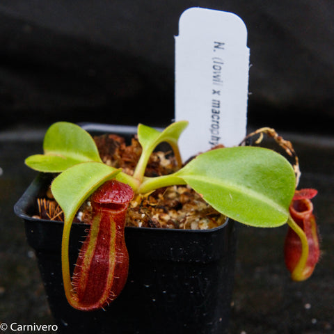 Nepenthes x Trusmadiensis x robcantleyi plant in a small pot with a red pitcher and broad green leaves