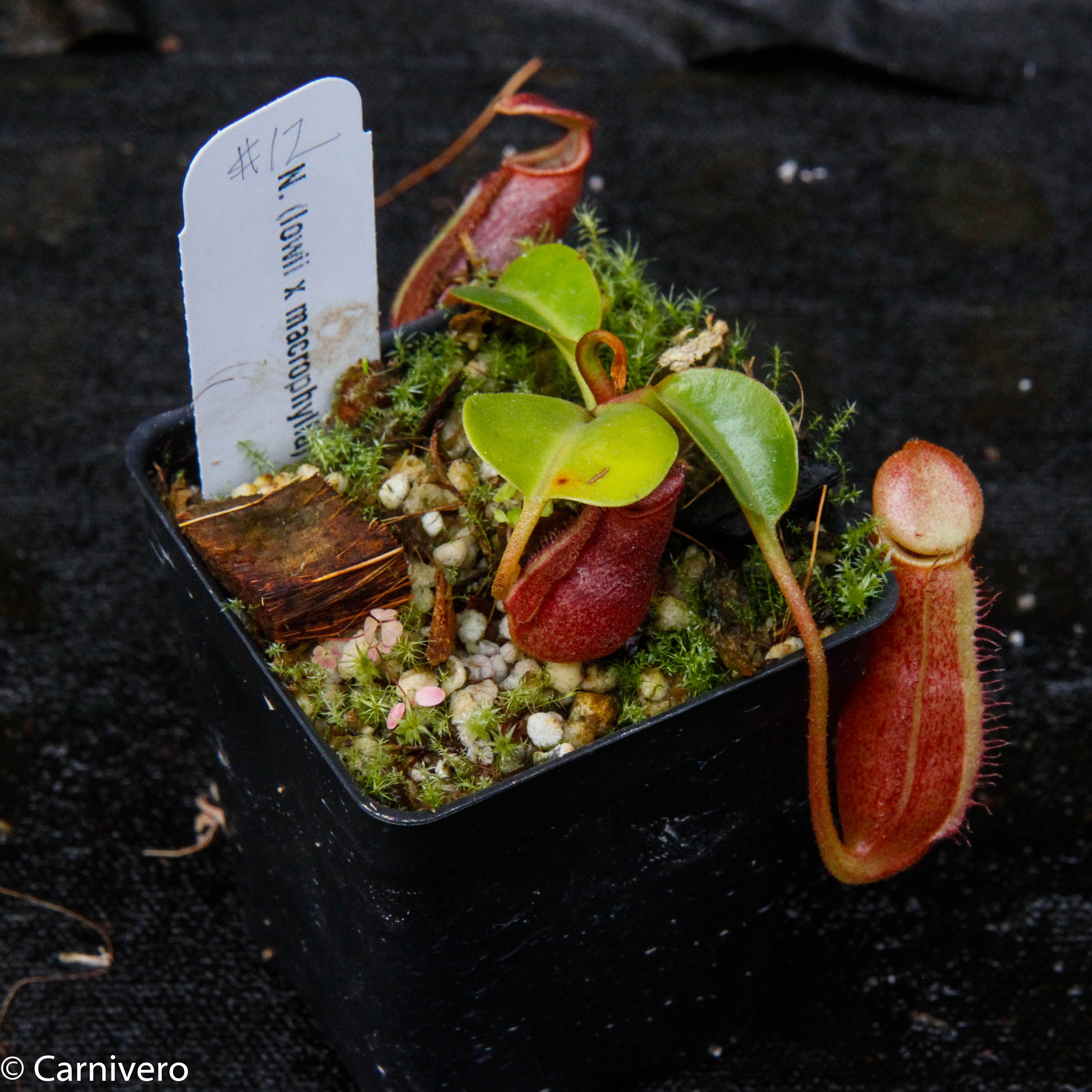 Nepenthes x Trusmadiensis x robcantleyi – Carnivero