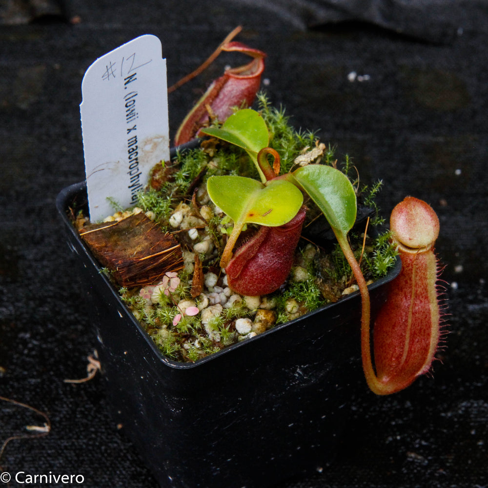 
                      
                        Nepenthes Trusmadiensis x robcantleyi, pitcher plant, carnivorous plant, collectors plant, large pitchers, rare plants 
                      
                    