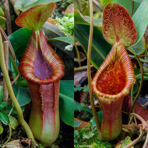 Two Nepenthes x Trusmadiensis pitchers with vibrant red orange peristomes