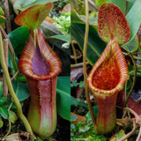 Nepenthes x Trusmadiensis