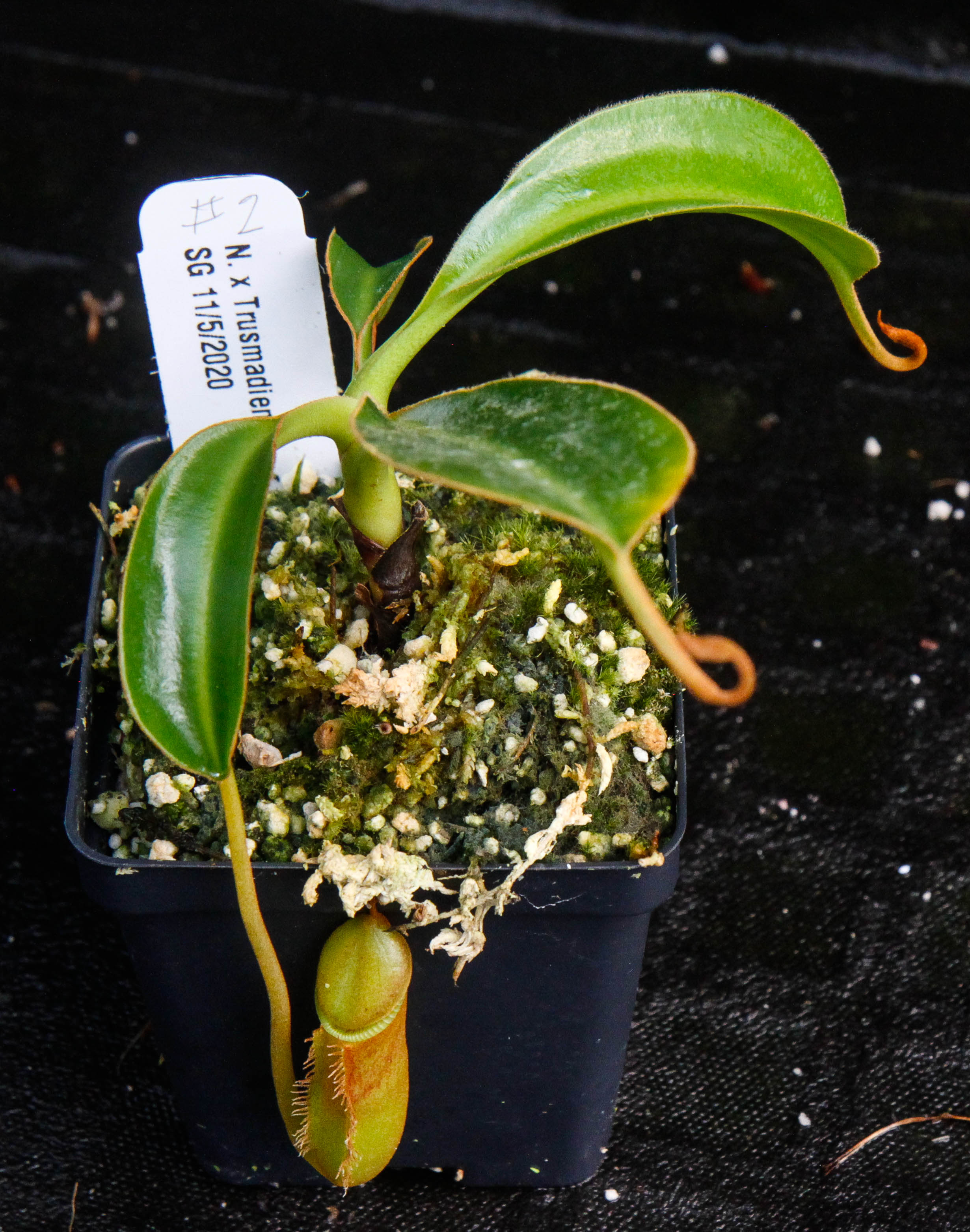 Nepenthes x Trusmadiensis – Carnivero