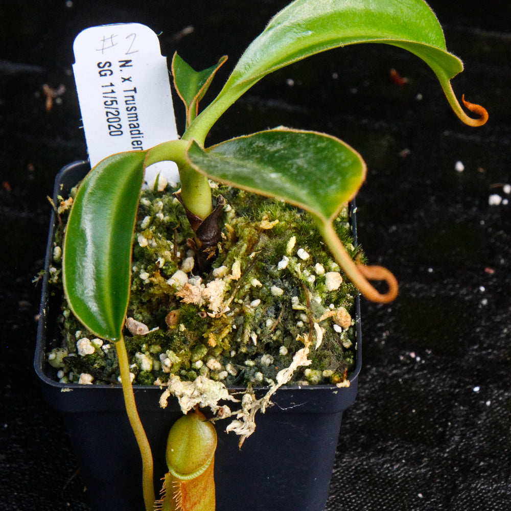 
                      
                        Nepenthes x Trusmadiensis
                      
                    