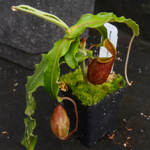Exact Nepenthes undulatifolia plant with long wavy green leaves and a burgundy hanging pitcher