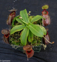 Nepenthes undulatifolia x hamata