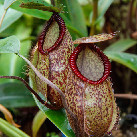 Nepenthes undulatifolia x hamata pitcher with a mottled green brown body and a bright red ribbed peristome curling around a leaf