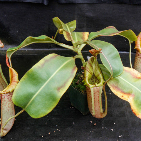 Large Nepenthes eymae x maxima x veitchii hybrid with broad green leaves and several big urn shaped pitchers.