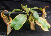 Nepenthes (eymae x maxima) x [(veitchii x maxima) x veitchii]
