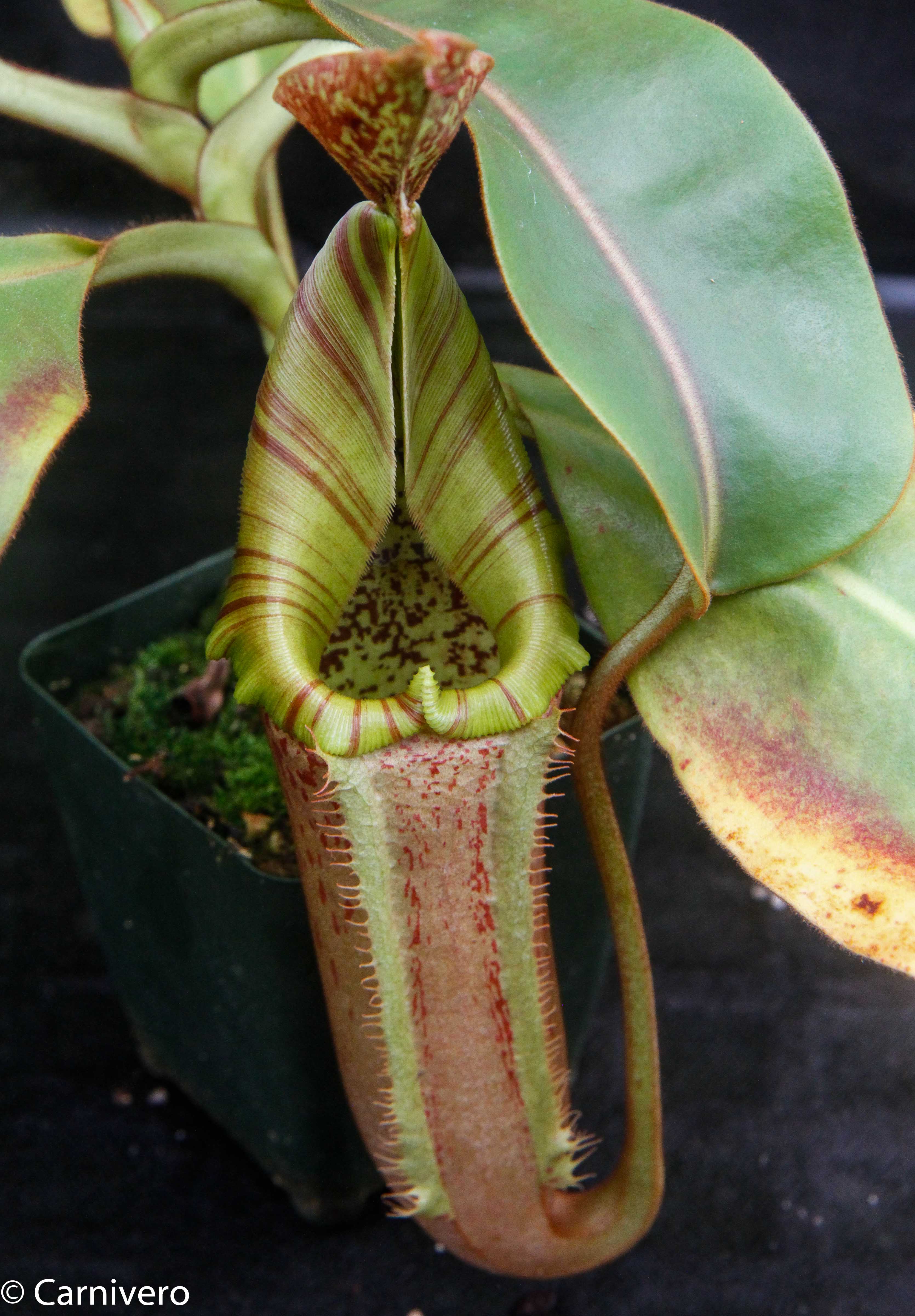 Shop Nepenthes Hybrids (Pitcher Plants) | Carnivero – Page 5