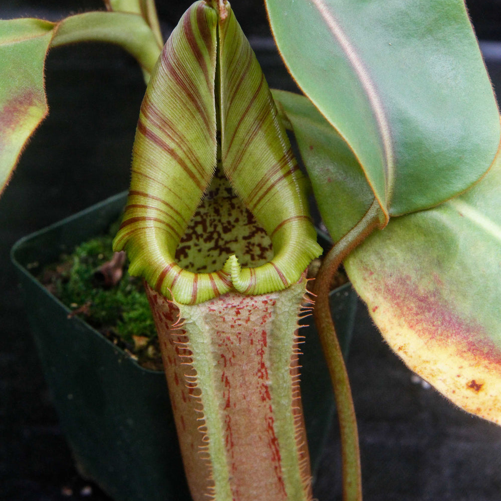 Nepenthes (eymae x maxima) x [(veitchii x maxima) x veitchii]