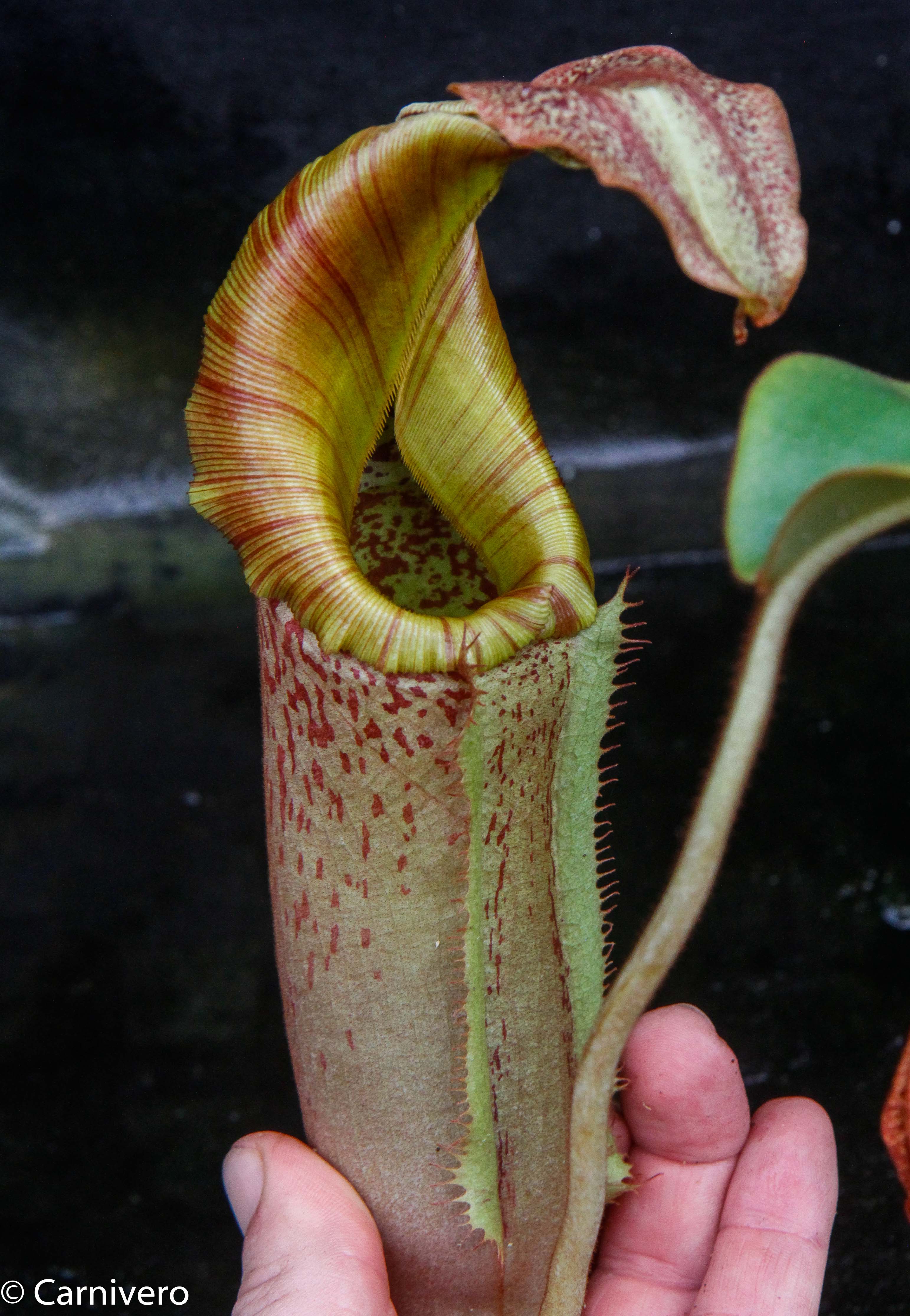 Nepenthes (eymae x maxima) x [(veitchii x maxima) x veitchii