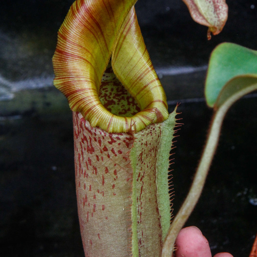 
                      
                        Nepenthes (eymae x maxima) x [(veitchii x maxima) x veitchii]
                      
                    