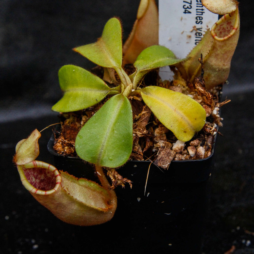 
                      
                         Nepenthes veitchii Bareo, BE-3734 large squat striped peristome pitcher, Pitcher plant, carnivorous plant, collectors plant, large pitchers, rare nepenthes, terrarium plant, easy to grow nepenthes, beginner nepenthes, beginner pitcher plants, nepenthes, veitchii.  
                      
                    