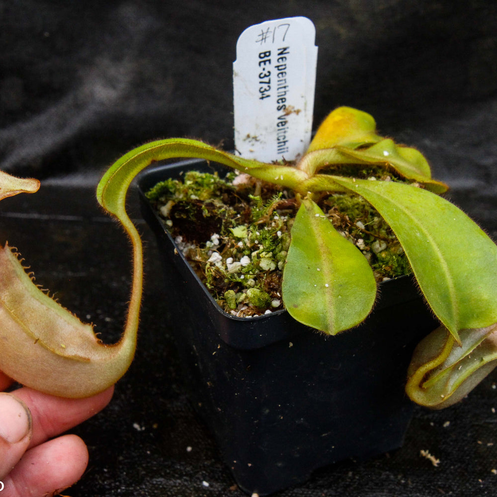 
                      
                         Nepenthes veitchii Bareo, BE-3734 large squat striped peristome pitcher, Pitcher plant, carnivorous plant, collectors plant, large pitchers, rare nepenthes, terrarium plant, easy to grow nepenthes, beginner nepenthes, beginner pitcher plants, nepenthes, veitchii.  
                      
                    