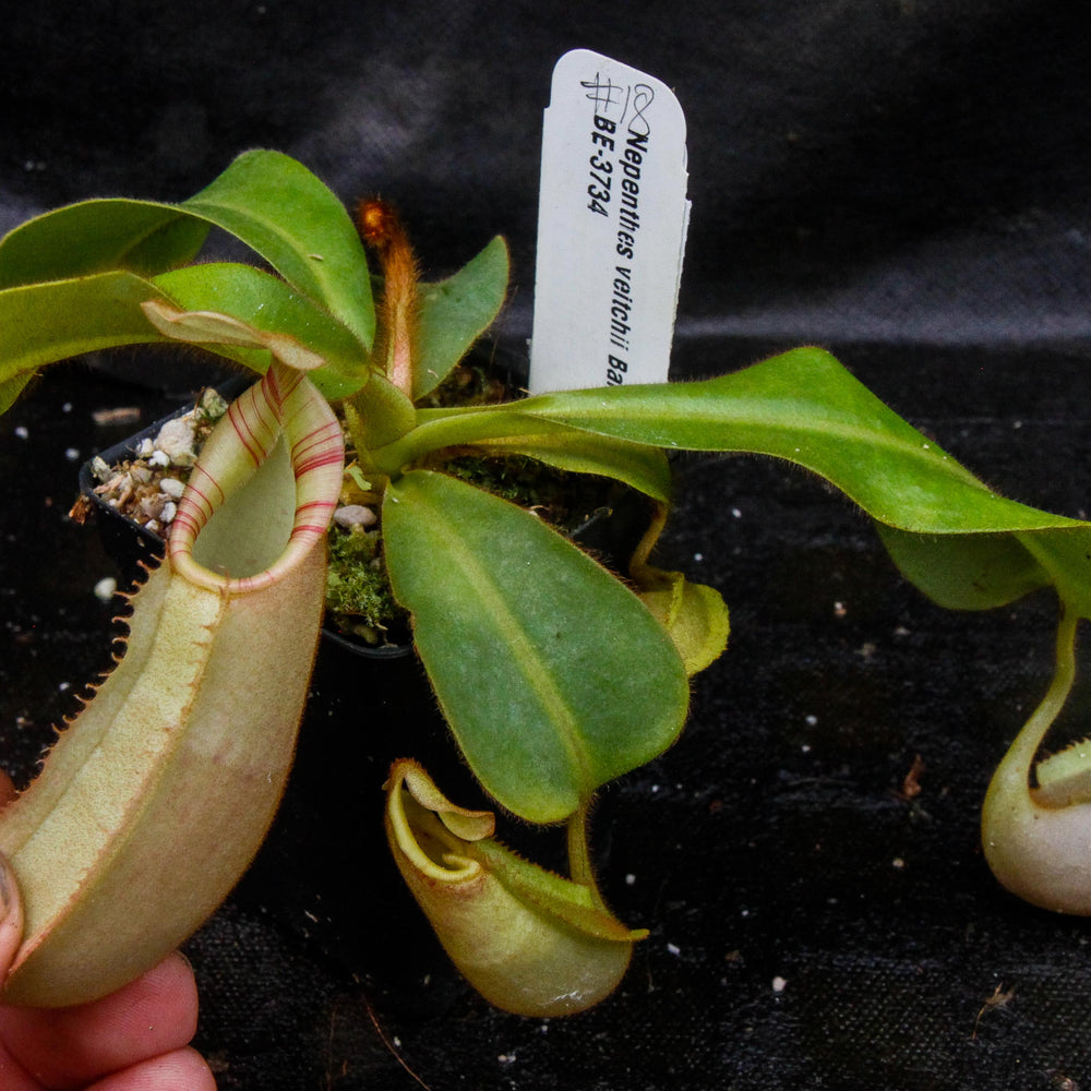 
                      
                         Nepenthes veitchii Bareo, BE-3734 large squat striped peristome pitcher, Pitcher plant, carnivorous plant, collectors plant, large pitchers, rare nepenthes, terrarium plant, easy to grow nepenthes, beginner nepenthes, beginner pitcher plants, nepenthes, veitchii.  
                      
                    