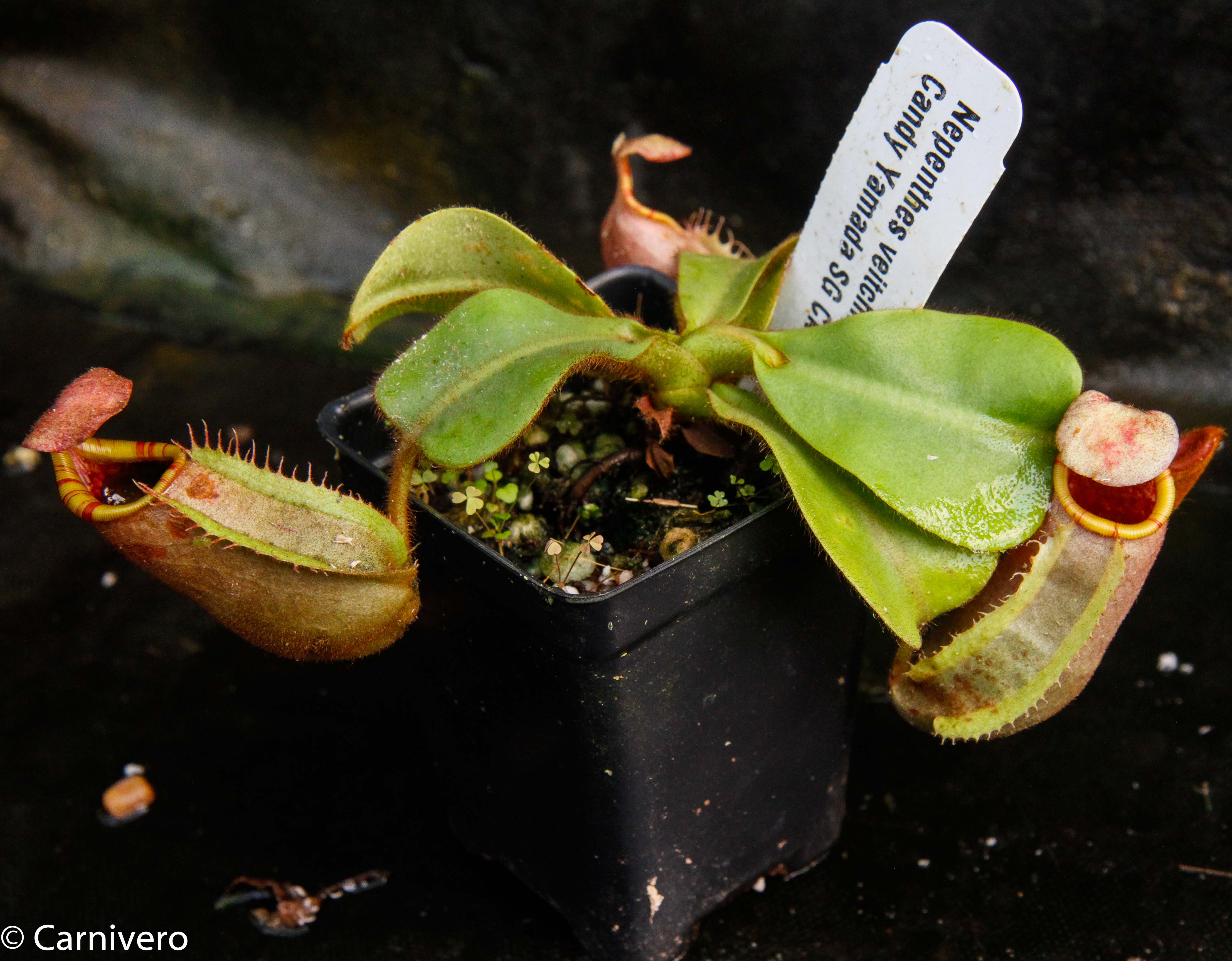 Nepenthes veitchii (Bareo x Candy Yamada) – Carnivero