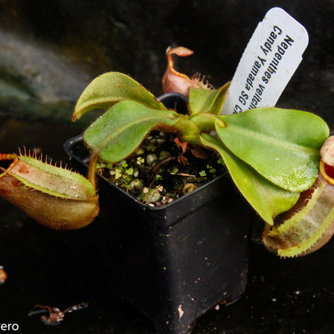 Nepenthes veitchii plant in a small pot with two green leaves and hanging yellow striped pitchers; labeled Bareo x Candy Yamada