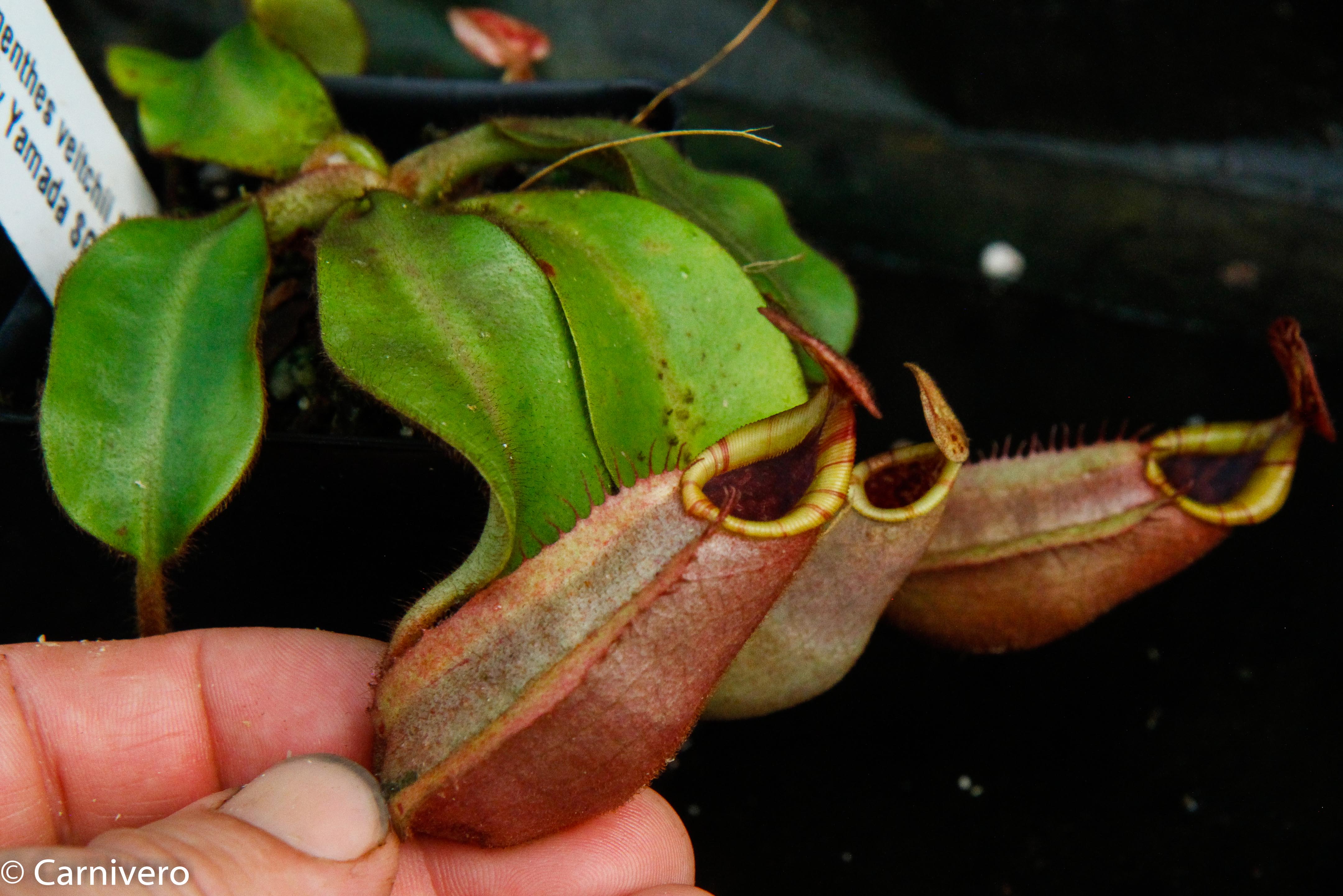 Nepenthes veitchii (Bareo x Candy Yamada) – Carnivero