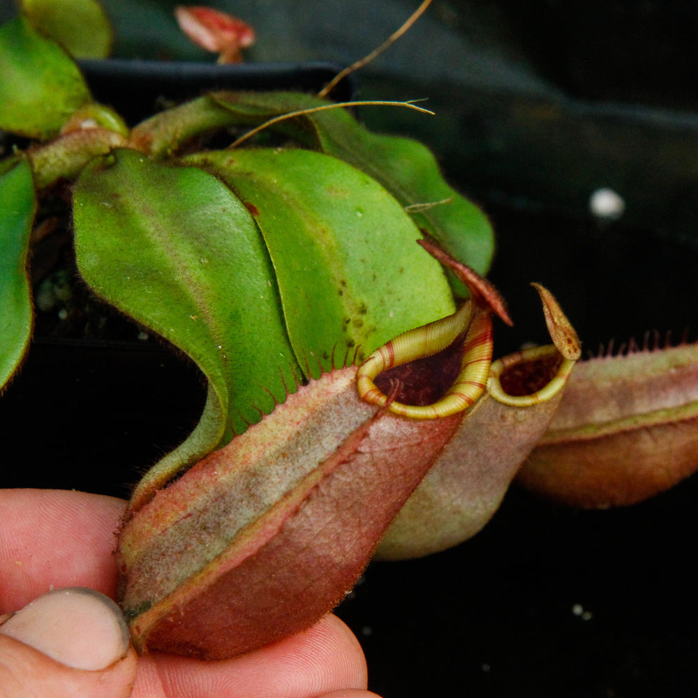 Nepenthes veitchii (Bareo x Candy Yamada)