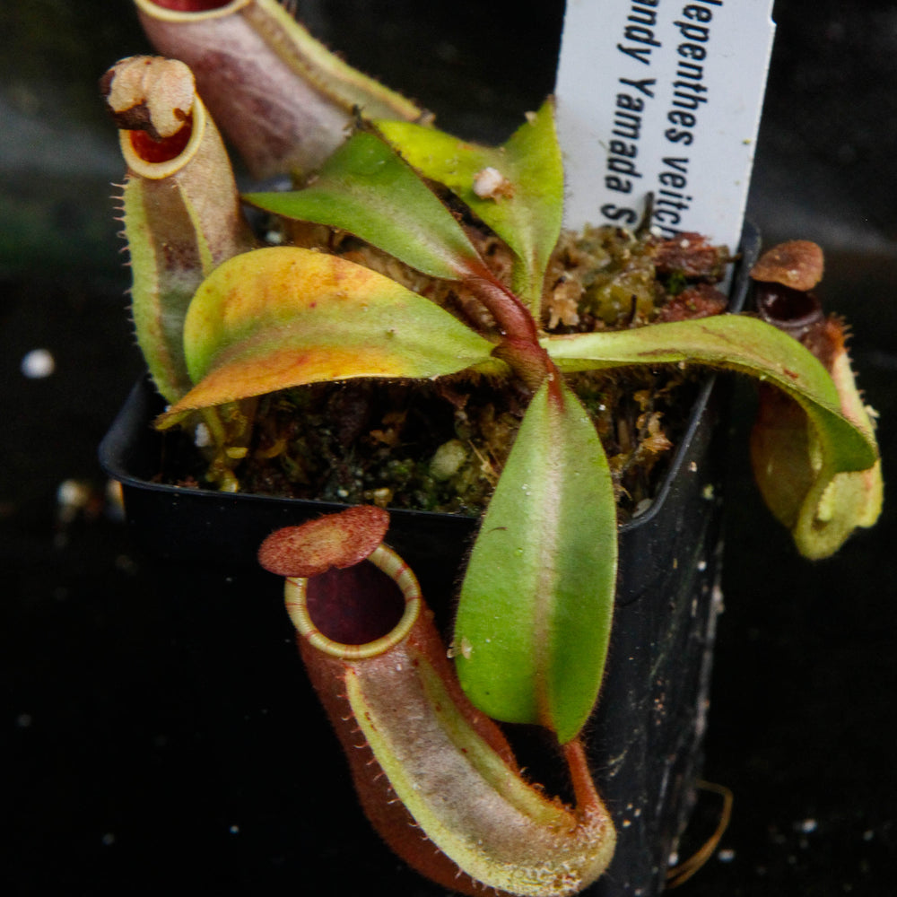 
                      
                        Nepenthes veitchii (Bareo x Candy Yamada)
                      
                    