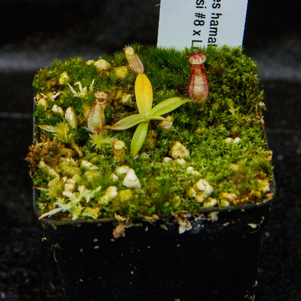 
                      
                        Nepenthes hamata (Tambusisi x Lumut), CAR-0136
                      
                    