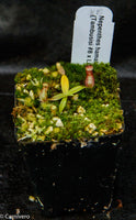 Nepenthes hamata (Tambusisi x Lumut), CAR-0136