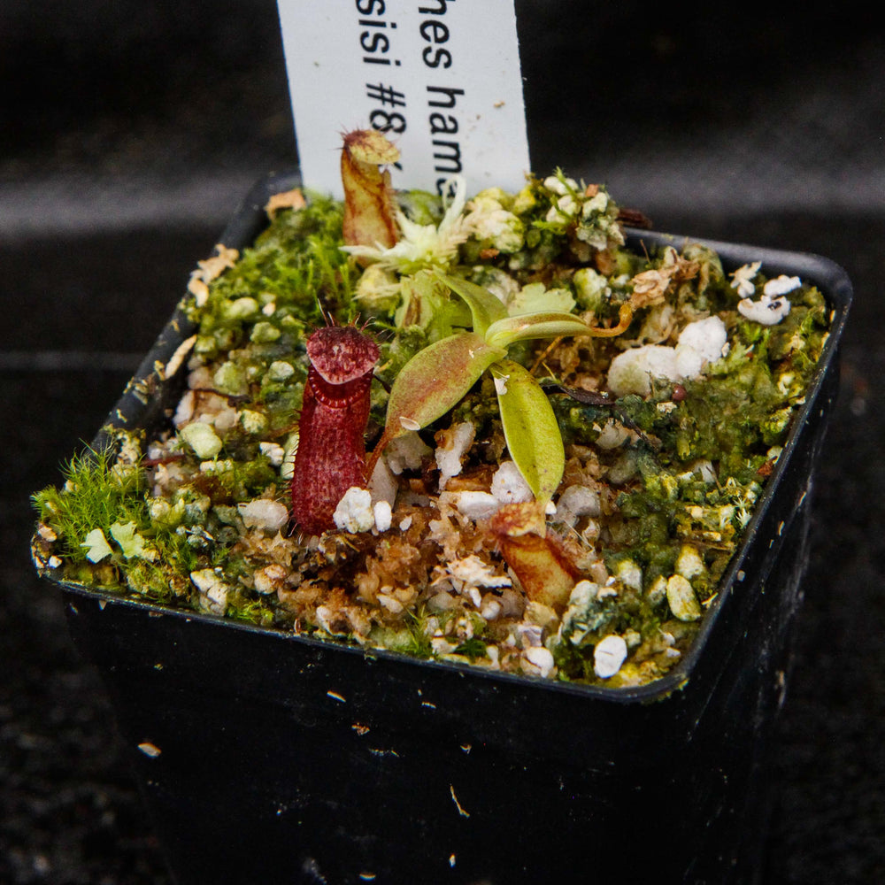 
                      
                        Nepenthes hamata (Tambusisi x Lumut), CAR-0136
                      
                    