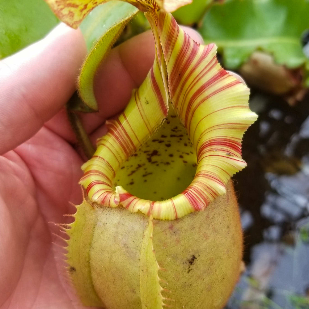 
                      
                        Nepenthes veitchii "Orange"
                      
                    