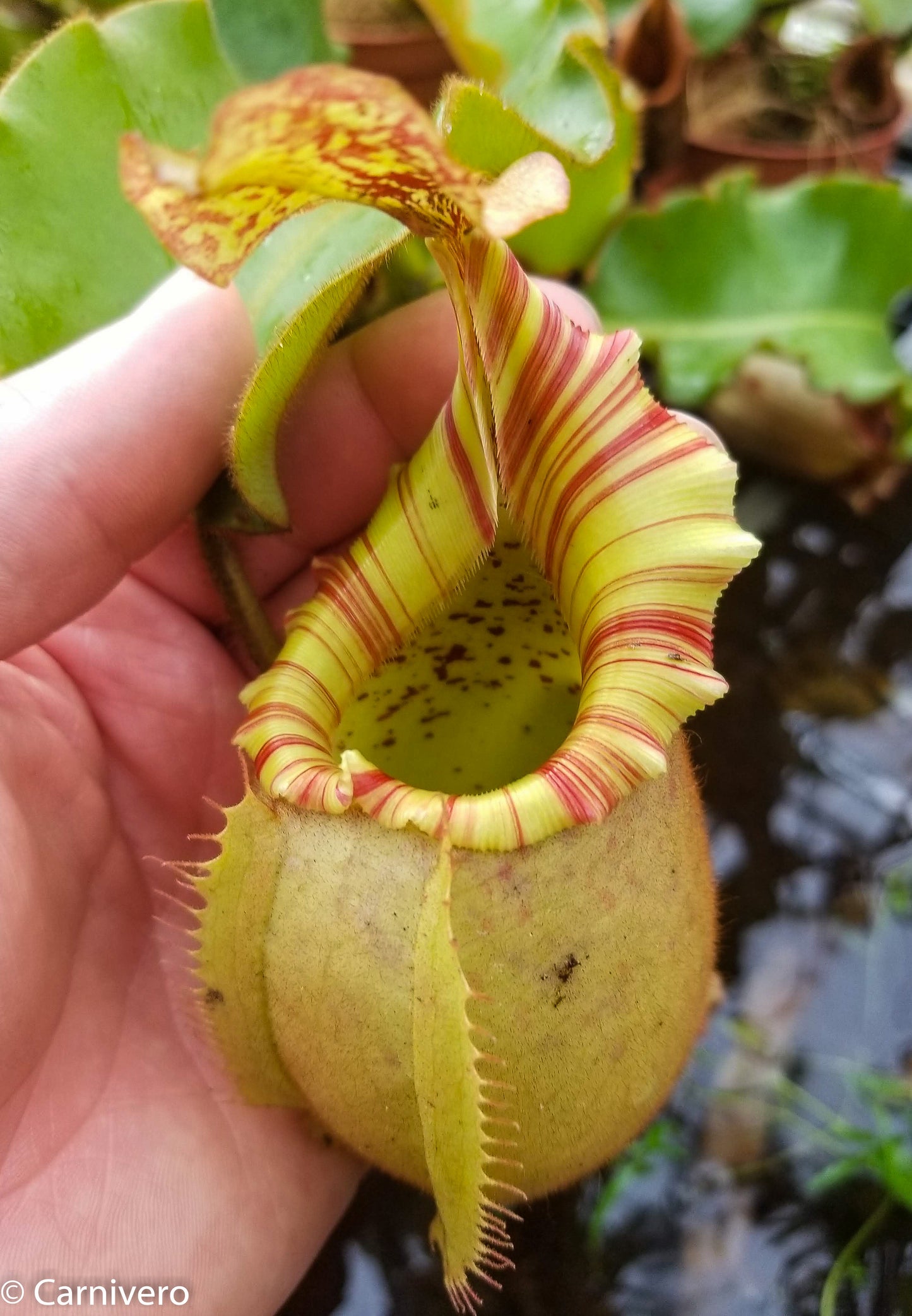 Nepenthes veitchii 