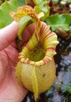 Nepenthes veitchii "Orange"