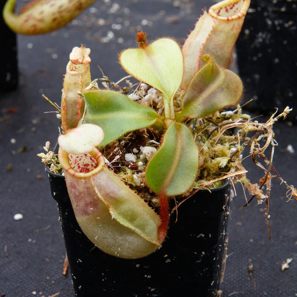
                      
                         Nepenthes veitchii Bareo, BE-3734 large squat striped peristome pitcher, Pitcher plant, carnivorous plant, collectors plant, large pitchers, rare nepenthes, terrarium plant, easy to grow nepenthes, beginner nepenthes, beginner pitcher plants, nepenthes, veitchii.  
                      
                    