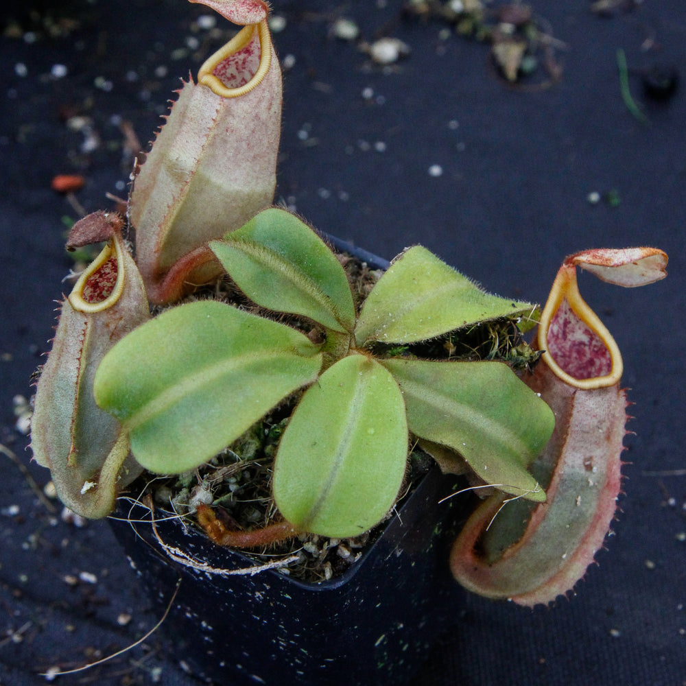 
                      
                         Nepenthes veitchii Bareo, BE-3734 large squat striped peristome pitcher, Pitcher plant, carnivorous plant, collectors plant, large pitchers, rare nepenthes, terrarium plant, easy to grow nepenthes, beginner nepenthes, beginner pitcher plants, nepenthes, veitchii.  
                      
                    