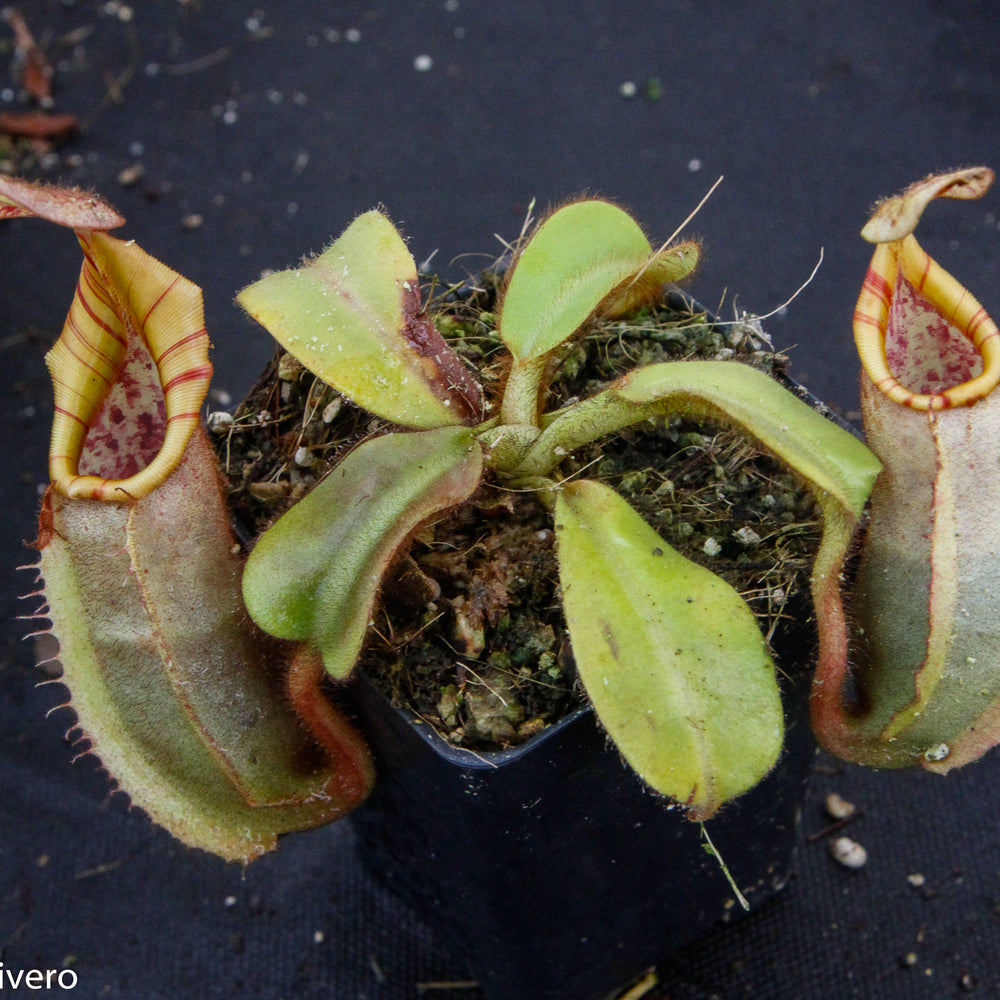 
                      
                         Nepenthes veitchii Bareo, BE-3734 large squat striped peristome pitcher, Pitcher plant, carnivorous plant, collectors plant, large pitchers, rare nepenthes, terrarium plant, easy to grow nepenthes, beginner nepenthes, beginner pitcher plants, nepenthes, veitchii.  
                      
                    