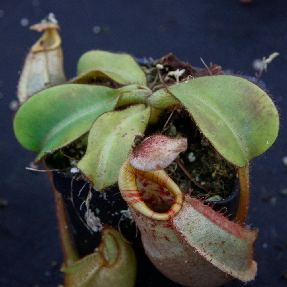 
                      
                         Nepenthes veitchii Bareo, BE-3734 large squat striped peristome pitcher, Pitcher plant, carnivorous plant, collectors plant, large pitchers, rare nepenthes, terrarium plant, easy to grow nepenthes, beginner nepenthes, beginner pitcher plants, nepenthes, veitchii.  
                      
                    