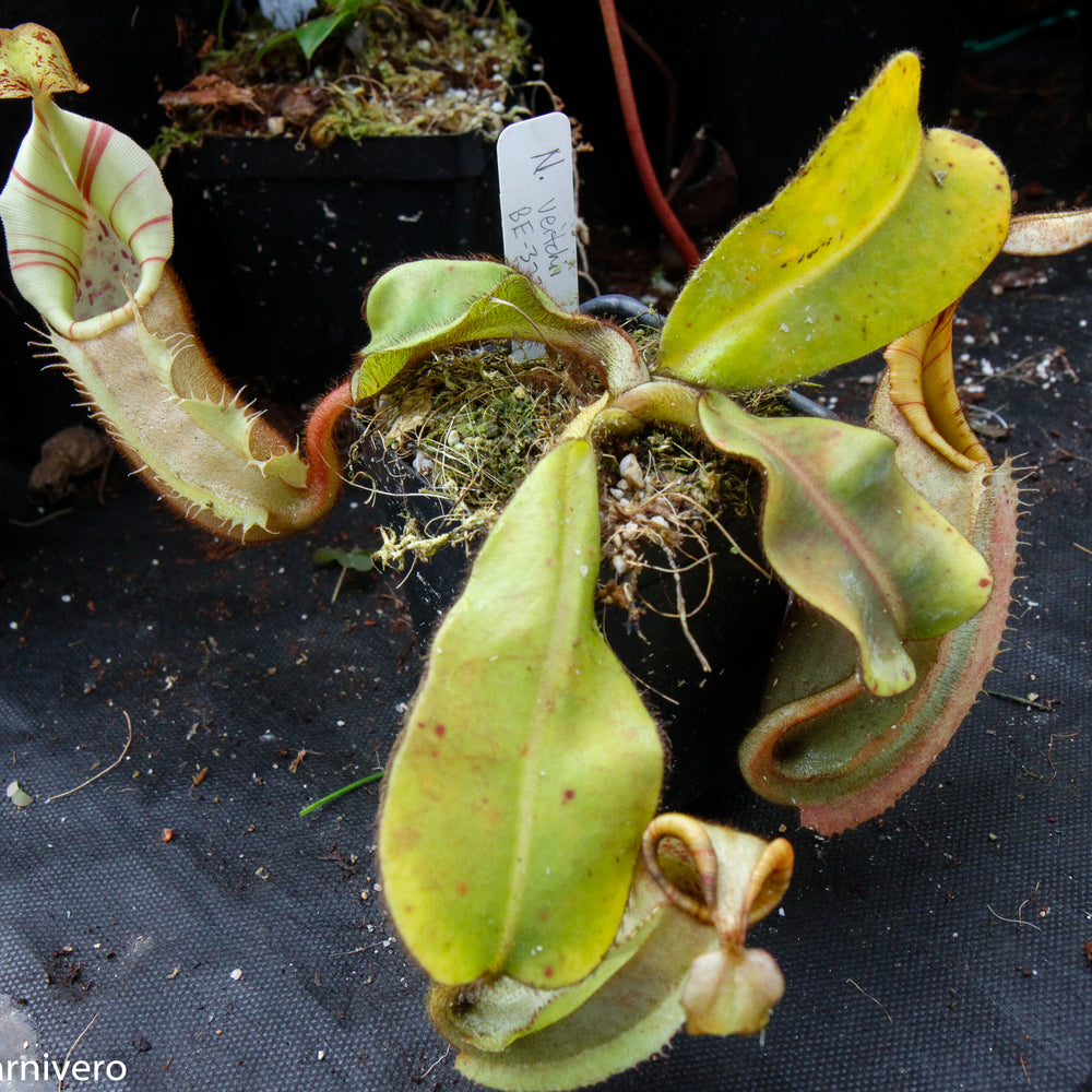 
                      
                         Nepenthes veitchii Bareo, BE-3734 large squat striped peristome pitcher, Pitcher plant, carnivorous plant, collectors plant, large pitchers, rare nepenthes, terrarium plant, easy to grow nepenthes, beginner nepenthes, beginner pitcher plants, nepenthes, veitchii.  
                      
                    