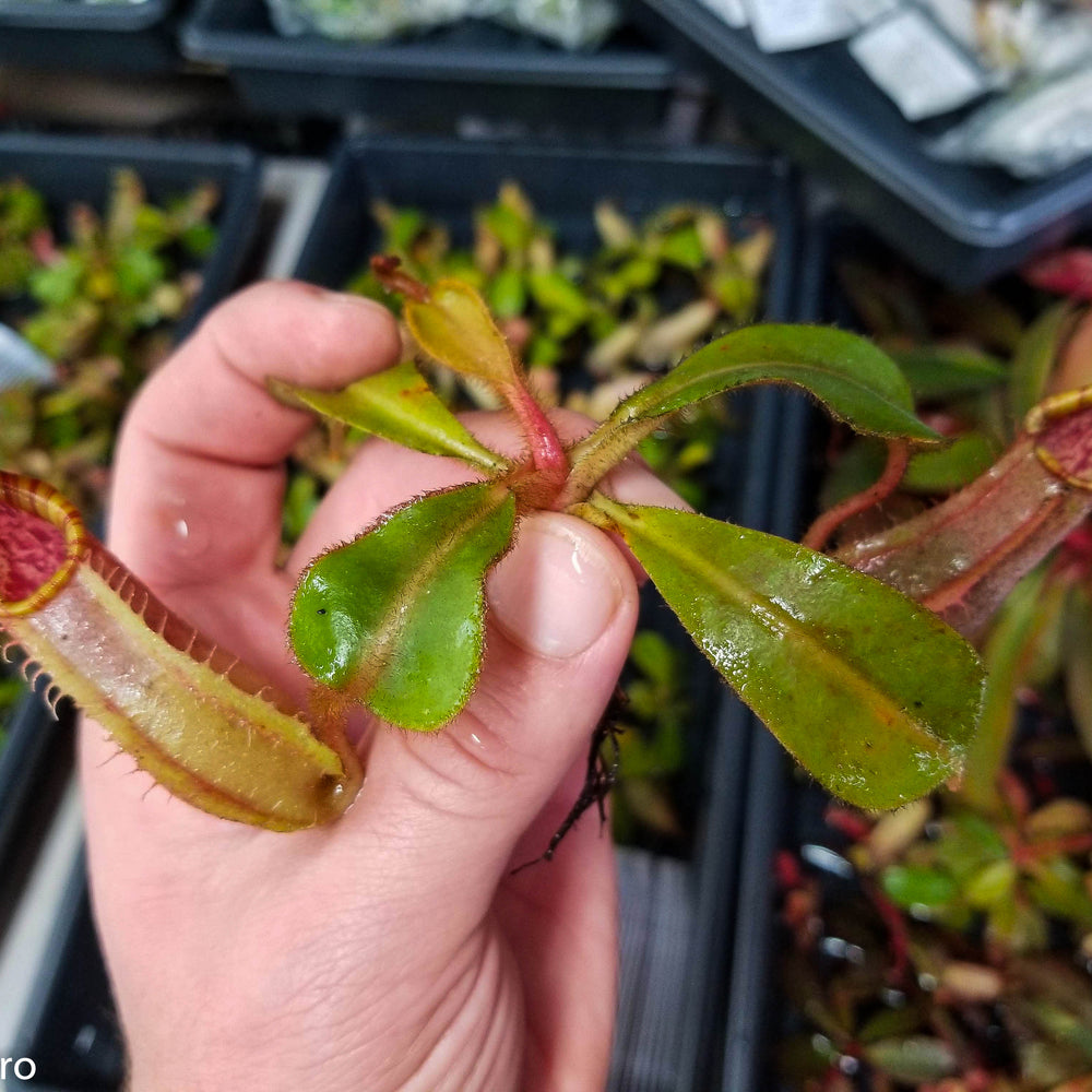 
                      
                        Nepenthes veitchii Bareo, BE-4033
                      
                    