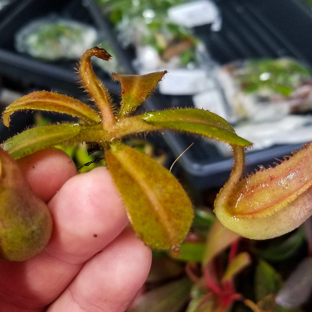 
                      
                        Nepenthes veitchii Bareo, BE-4033
                      
                    