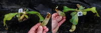 Nepenthes veitchii Bareo, BE-3734